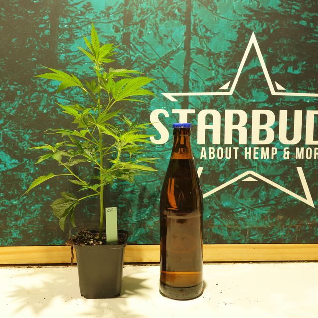 Starbuds Handels e.U.