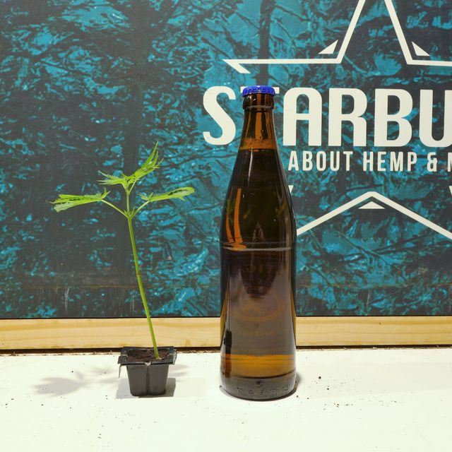 Starbuds Handels e.U.
