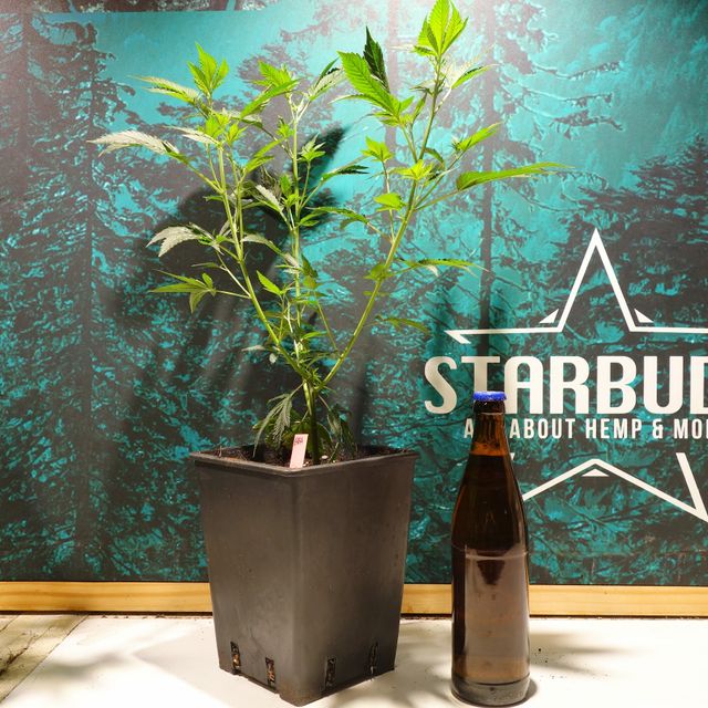 Starbuds Handels e.U.