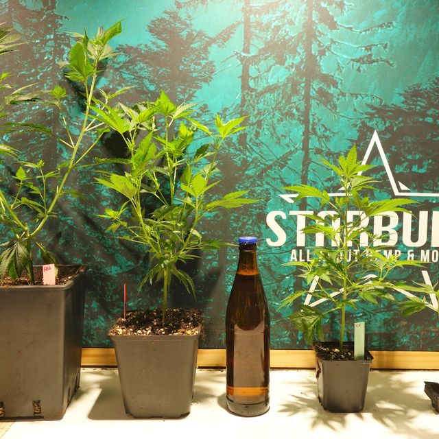 Starbuds Handels e.U.