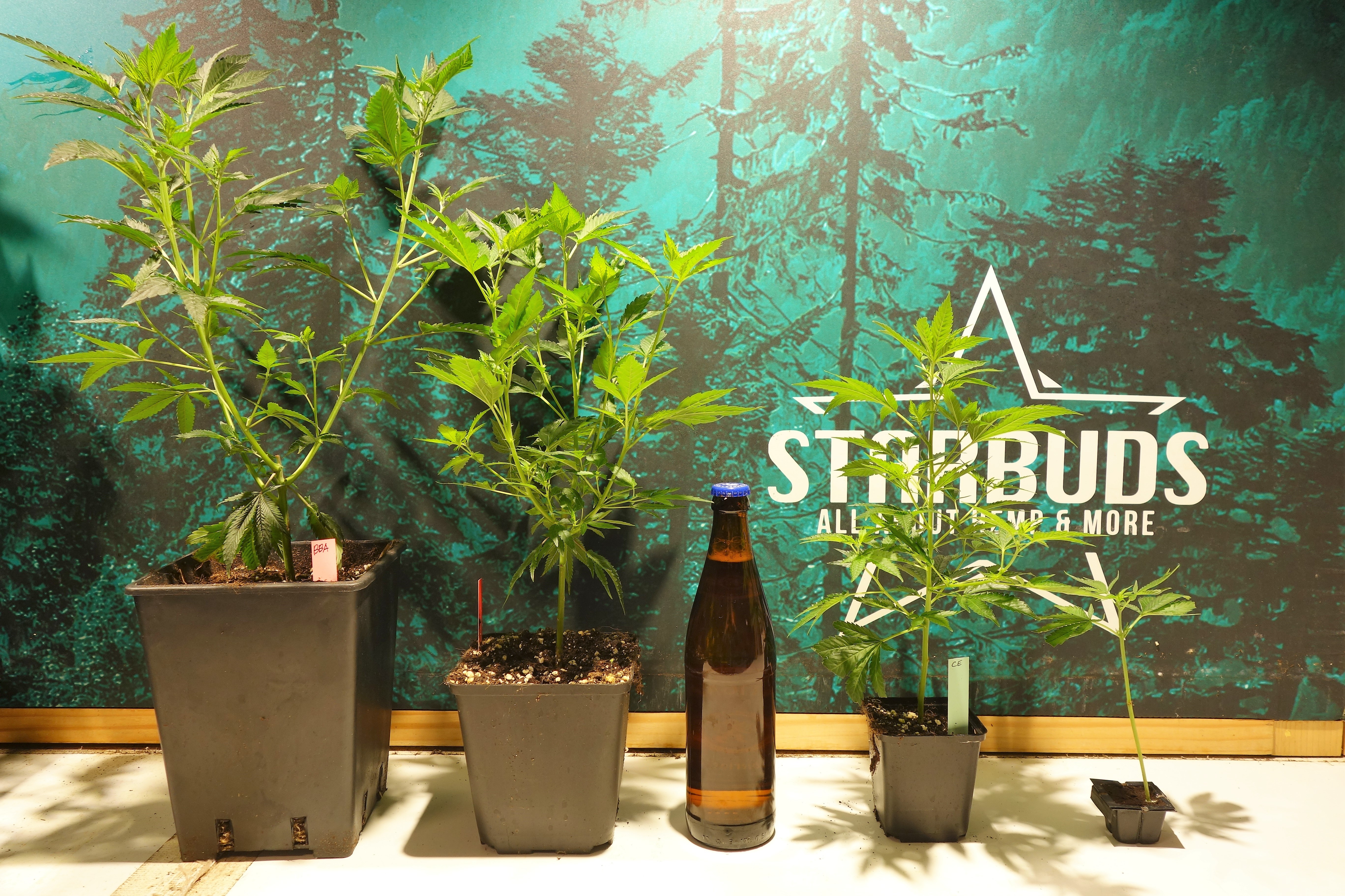 Starbuds Naturprodukte und Hanf